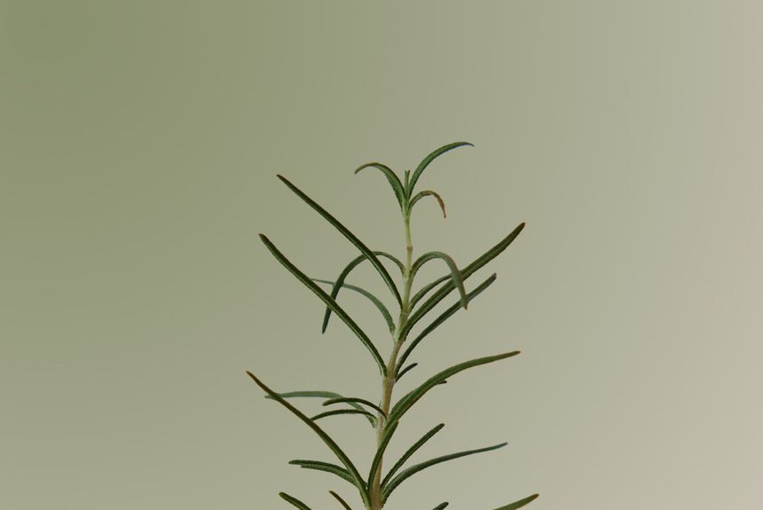 AROMATICA - Rosemary Scalp Scaling Shampoo, 180ml, 209 g, 8809151133504