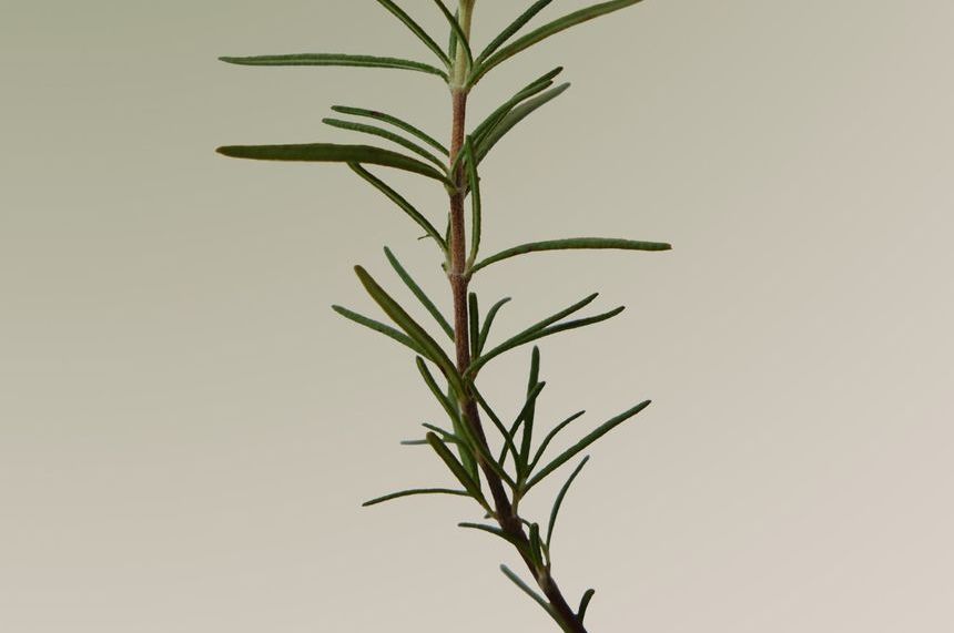 AROMATICA - Rosemary Scalp Scaling Shampoo, 180ml, 209 g, 8809151133504