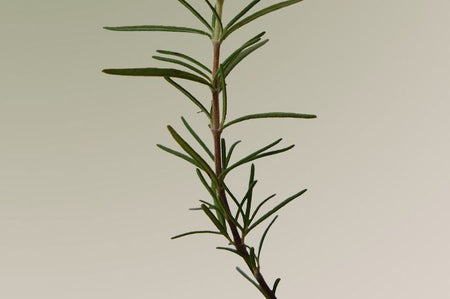 AROMATICA - Rosemary Scalp Scaling Shampoo, 180ml, 209 g, 8809151133504