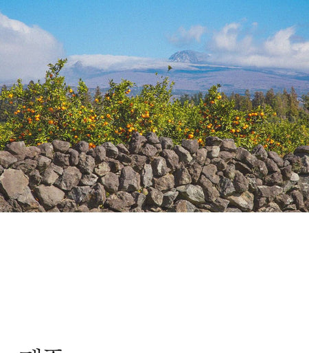 Pretty skin - The Pure Jeju Tangerine Vita C Cream, 52ml, 169 g, 8809733215192