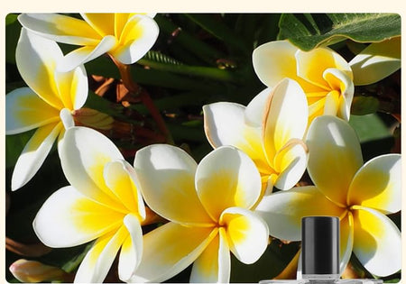 COLORROSE - Tiger Collection Parfum - CR575 Doomsday Aurora, CR575 Doomsday Aurora - 100ml, 360 g, 6970392418728